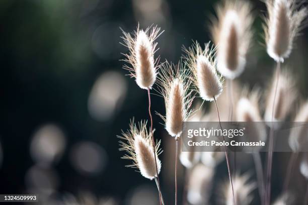 lagurus ovatus with sunbeams on background - vegetação mediterranea imagens e fotografias de stock