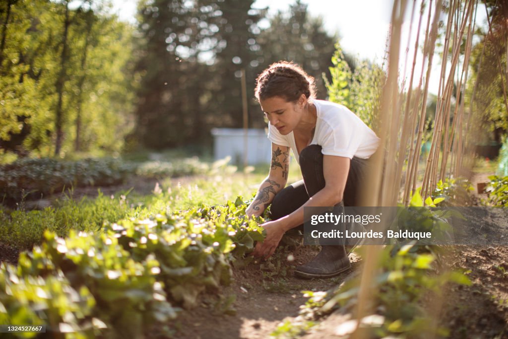 Woman working in the vegetable garden
