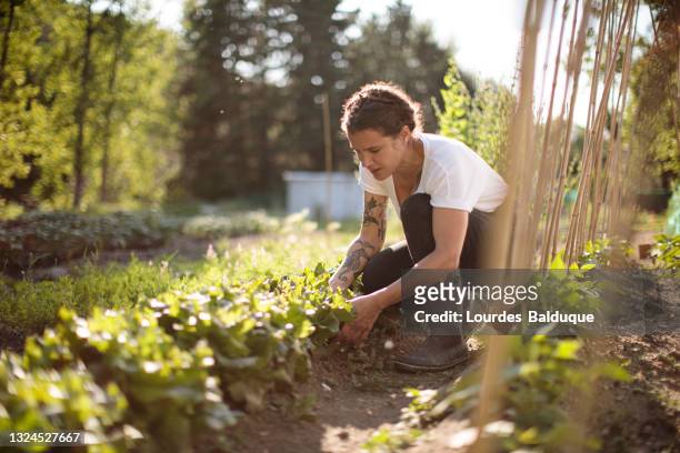 woman working in the vegetable garden - plantar fotografías e imágenes de stock