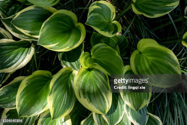 stacked heart-shaped leaves - hosta foto e immagini stock