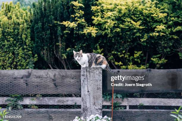 katze sitzt auf einem zaun - nutztier oder haustier stock pictures, royalty-free photos & images