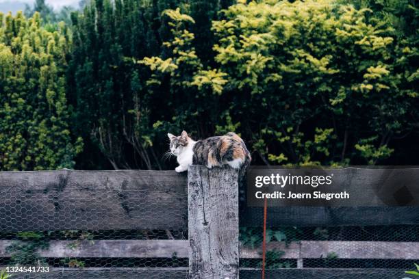 katze sitzt auf einem zaun - nutztier oder haustier stock pictures, royalty-free photos & images