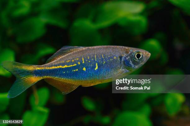 giant danio fish - danio fish stock pictures, royalty-free photos & images
