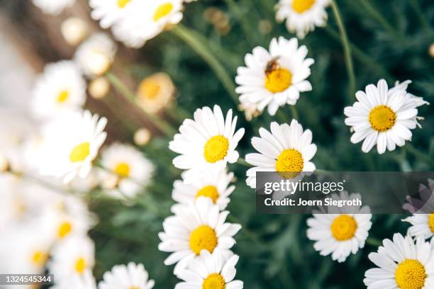 eine blumenwiese in der natur - duftend stock pictures, royalty-free photos & images