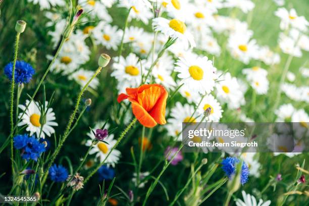 eine blumenwiese in der natur - duftend stock pictures, royalty-free photos & images