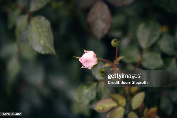 eine blumenwiese in der natur - duftend stock pictures, royalty-free photos & images