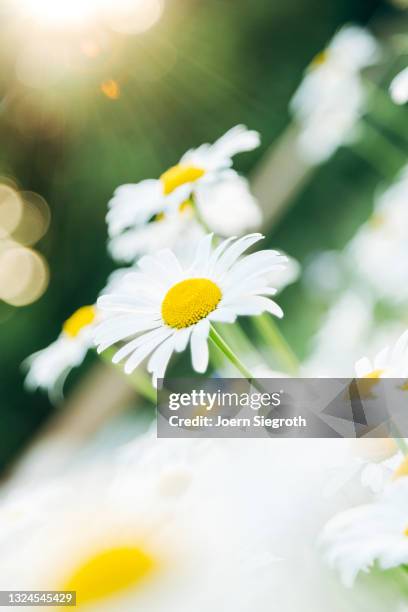 eine blumenwiese in der natur - duftend stock pictures, royalty-free photos & images