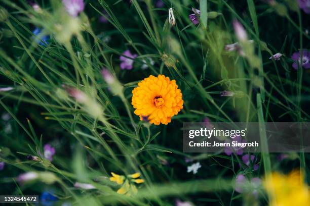 eine blumenwiese in der natur - duftend stock pictures, royalty-free photos & images