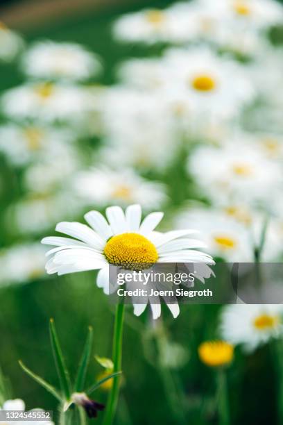 eine blumenwiese in der natur - duftend stock pictures, royalty-free photos & images