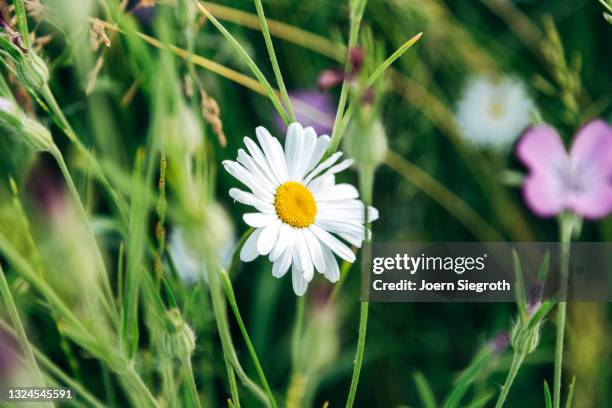 eine blumenwiese in der natur - duftend stock pictures, royalty-free photos & images