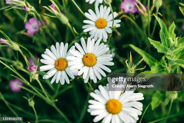 eine blumenwiese in der natur - duftend stock pictures, royalty-free photos & images