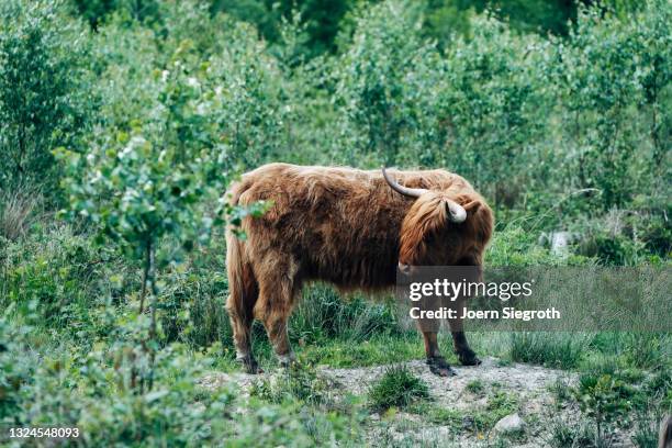 schottische hochlandrinder grasen - agrarbetrieb stock pictures, royalty-free photos & images