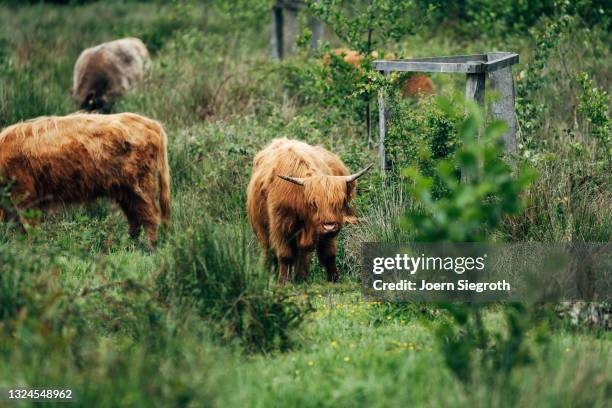 schottische hochlandrinder grasen - agrarbetrieb stock pictures, royalty-free photos & images