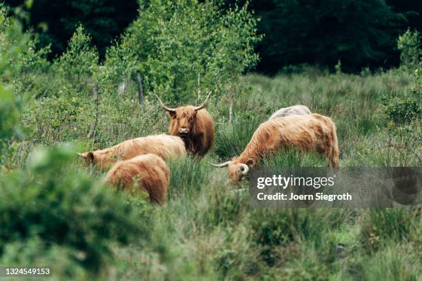 schottische hochlandrinder grasen - agrarbetrieb stock pictures, royalty-free photos & images