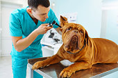 Young man  veterinarian examining dog on table in veterinary clinic. Dogue de bordeaux.