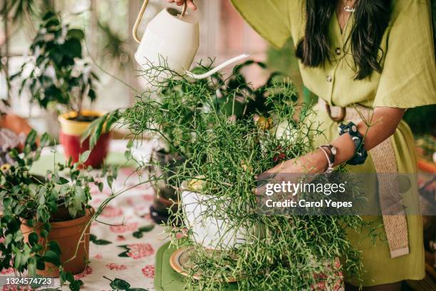 young woman watering plants at home - houseplant - fotografias e filmes do acervo