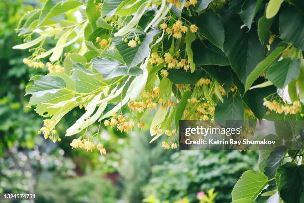 delightful linden flowers - lime tree stock pictures, royalty-free photos & images