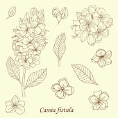 kasia fistula plant-02