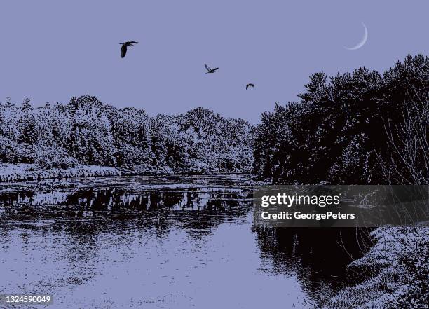 wilderness river and forest with great blue herons and moonlight - blue heron stock illustrations