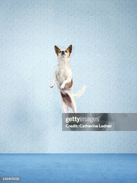 dog (canis lupus familiaris) jumping. - dog mid air stock pictures, royalty-free photos & images