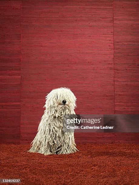 puli (canis lupus familiaris) sitting against red - pulis stock pictures, royalty-free photos & images