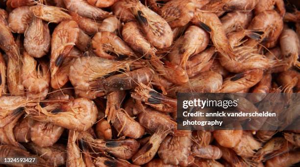 north sea shrimp - north sea stockfoto's en -beelden