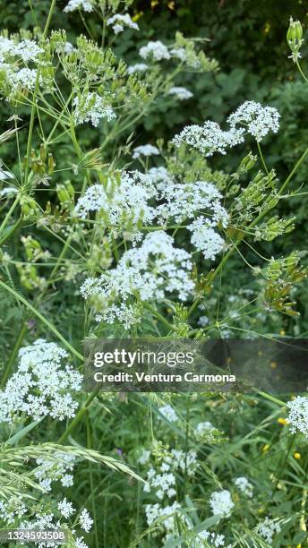 apiaceae - anise plant stockfoto's en -beelden