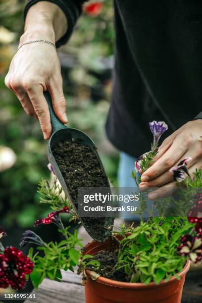 small business, florist, gardener, soil and flower, landscape botanical garden - hands holding flower pot stock pictures, royalty-free photos & images