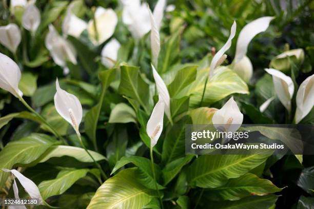 peace lilies - lily stock pictures, royalty-free photos & images