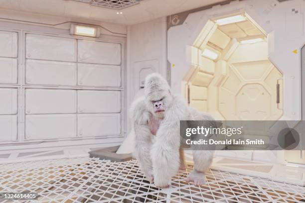 albino gorilla in space - gorilla fotografías e imágenes de stock