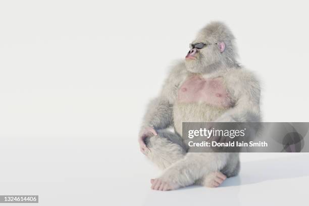 albino gorilla with sunglasses sitting - albino animals ストックフォトと画像