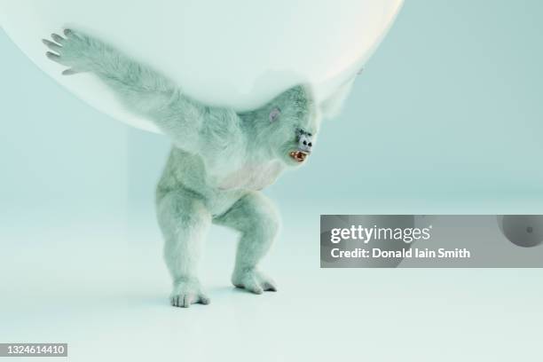 albino gorilla holding sphere - albino monkey stock pictures, royalty-free photos & images