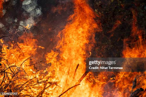 close-up of fire exploding and blaze fire flame of forest fire. - log fire stock pictures, royalty-free photos & images