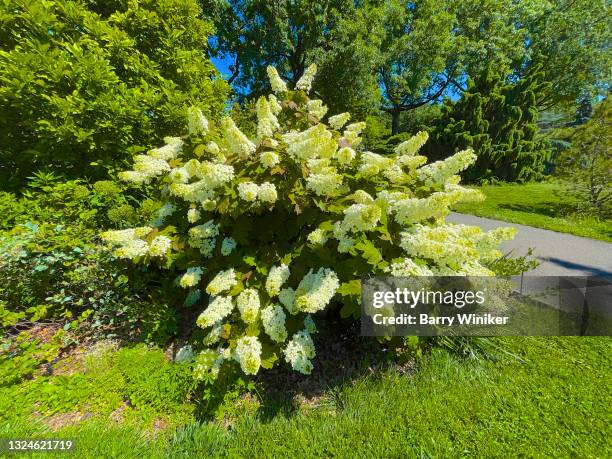 large green panicle hydrangea in bloom - hortensia stock-fotos und bilder