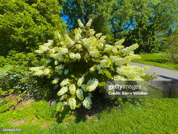 large green panicle hydrangea in bloom - pluim stockfoto's en -beelden