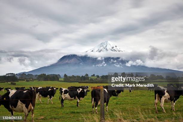 mount taranaki (mt egmont) - new zealand dairy farm stock pictures, royalty-free photos & images