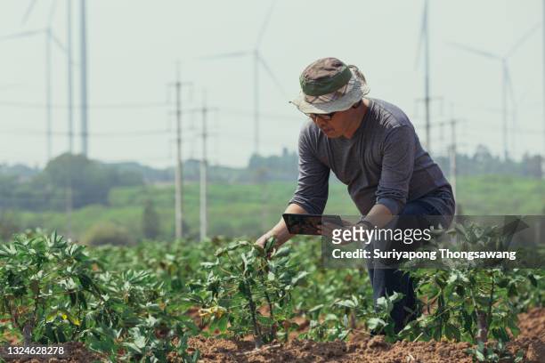 farmer using technology digital tablet inspect or quality control in organic farm fields. food quality control, agriculture concept. - agroforestry stock-fotos und bilder