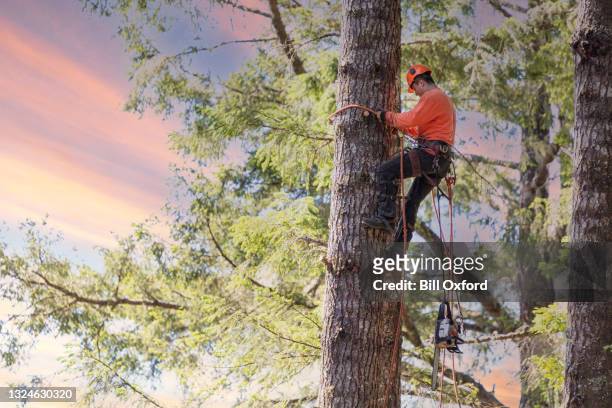 arborist kletterbaum mit kettensäge - safety equipment stock-fotos und bilder
