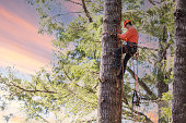 Arborist climbing tree with chainsaw