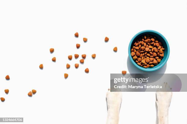 a dog with paws near a bowl of food. - dog bowl stock pictures, royalty-free photos & images