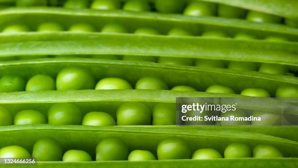 rows of pea pods with fresh green peas - ärtskida bildbanksfoton och bilder