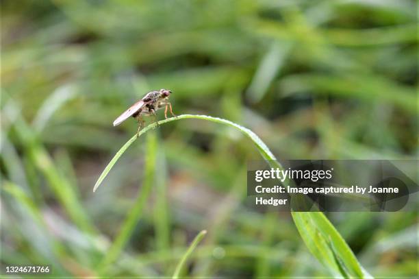 dew-laden insect on hedgerow foliage - midge fly stock pictures, royalty-free photos & images