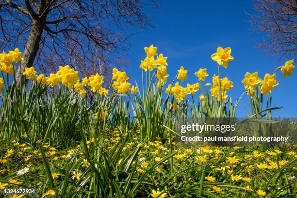 daffodils - daffodil field stock-fotos und bilder