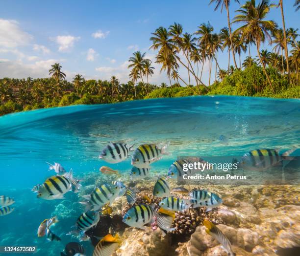 underwater scene with tropical fishes. snorkeling in the tropical sea. - maldives sport foto e immagini stock