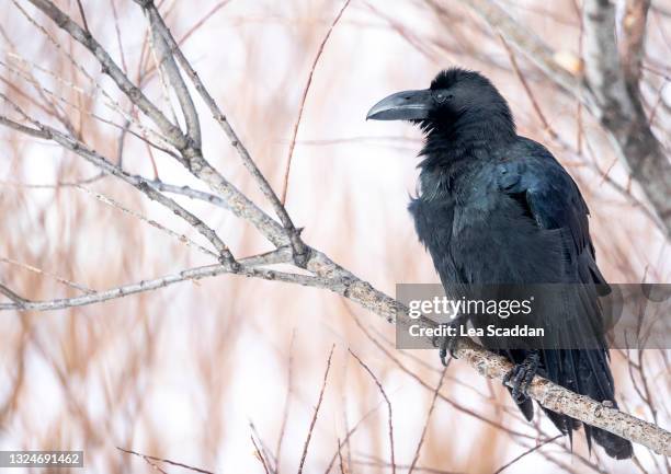 large-billed crow - 0 1 monat stock-fotos und bilder