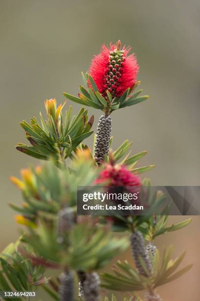 red native flower - native australian plants stock-fotos und bilder