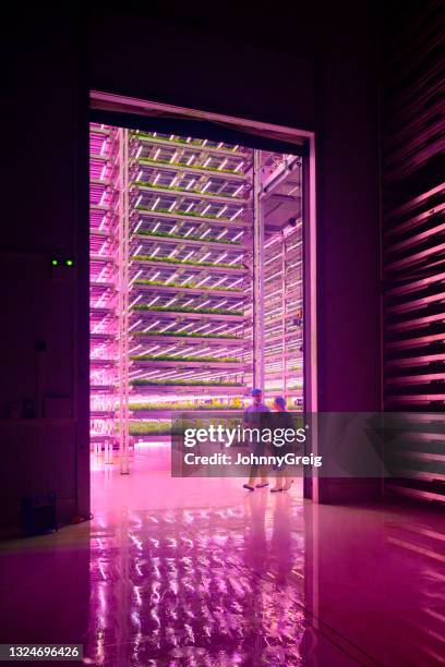 hydroponic technicians walking together in growing chamber - vertical stock pictures, royalty-free photos & images