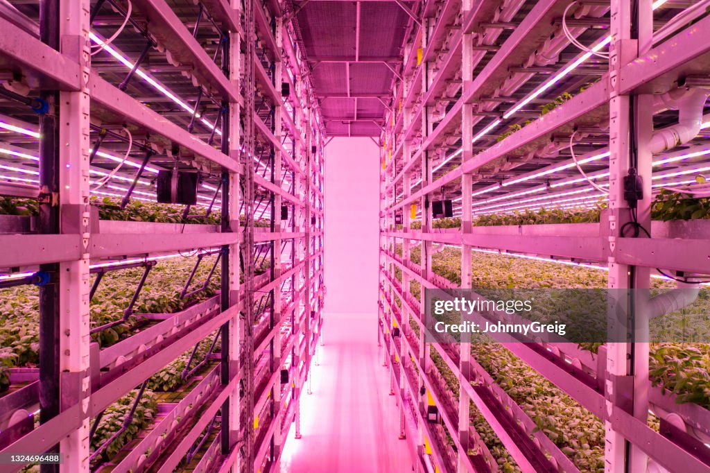 垂直農場で栽培されているバジル植物の省スペースラック