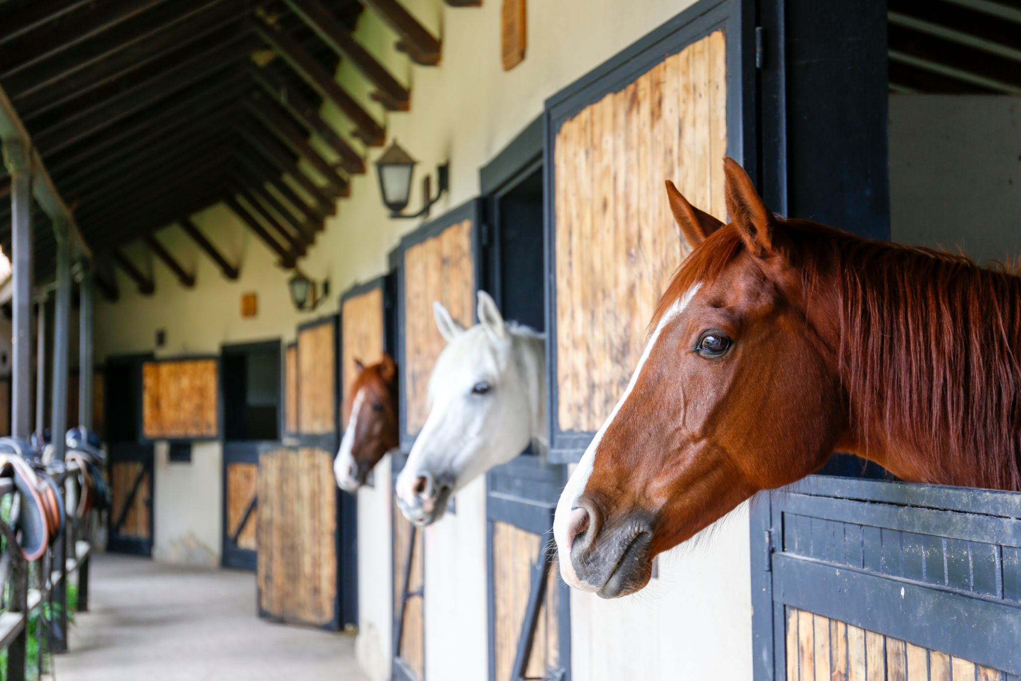 horse stable