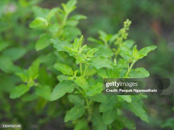 thai holy basil ocimum tenuiflorum sanctum or tulsi kaphrao holy basil is an erect, many branched subshrub, 30 to 60 cm tall with hairy stems leaves are green vegetable with flower blooming in garden on nature background - tulsi stock pictures, royalty-free photos & images